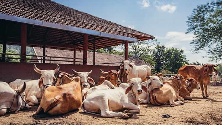 गौधाम योजना' से चरवाहों को मिलेगा लाभ, जानिए कब से होगी शुरू